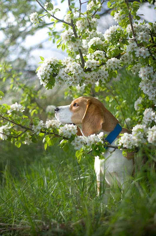 naturopatia per animali